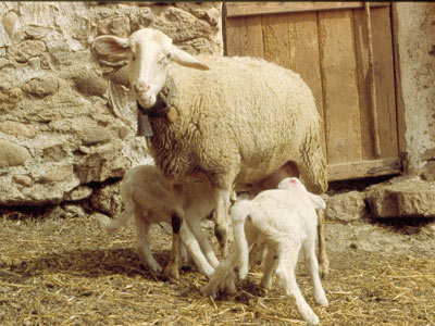 Obeja con corderos.